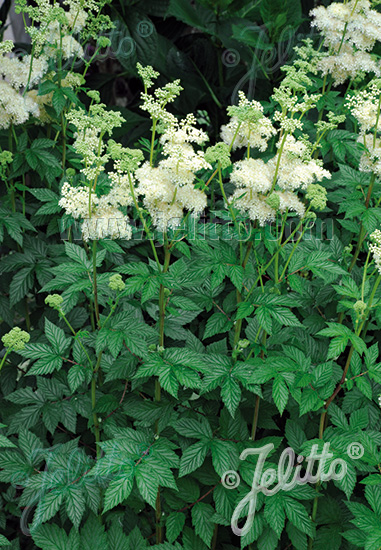 FILIPENDULA ulmaria, Túžobník brestový cca.50 semien